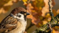 Crested sparrow perched on lichen-covered branch with warm autumn foliage background, suitable for wildlife and nature editorial use.