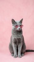Stylish gray cat wearing pink heart-shaped sunglasses sitting on pastel pink background for trendy pet fashion and Valentine's Day concepts.