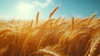 Golden wheat field swaying in summer breeze against turquoise sky, close-up view of ripe wheat ears catching sunlight, agricultural landscape at harvest time.