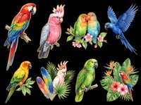 Colorful parrots and macaws isolated on transparent background, ready for t-shirt design, clipart, stickers, sublimation, and print-on-demand projects.