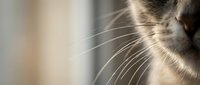 Close-up of a cat's muzzle with long delicate whiskers against a soft blurred background, capturing feline grace and detail.