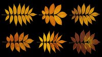 Six autumn rowan leaves in warm yellow, orange, and red tones, isolated on transparent background. Ready for clipart, stickers, t-shirt design, and print on demand.