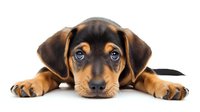 Adorable mixed breed puppy with brown and black markings lying down with big expressive eyes and floppy ears against white background, isolated studio portrait.