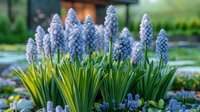 Delicate grape hyacinths in full bloom displaying clusters of tiny blue bell-shaped flowers against fresh green foliage in spring garden setting.