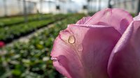 Pink rose petal with morning dew drops in commercial greenhouse with blurred plant cultivation rows in background for agricultural and floriculture concepts.
