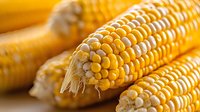 Fresh yellow corn cobs with kernels in macro view showing natural texture and agricultural detail, suitable for food industry and healthy eating concepts.