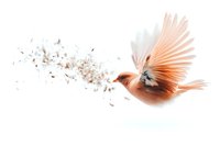 Flying cardinal bird with spread wings leaving trail of scattered feathers on white background, isolated design element for creative projects.
