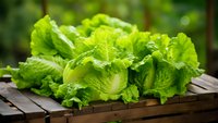 Fresh green lettuce heads with crisp leaves arranged on rustic wooden surface, natural lighting and bokeh background for food photography and healthy eating concepts.