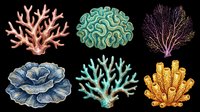 Six detailed coral reef specimens in vibrant colors, isolated on transparent background. Clipart set for t-shirt design, stickers, print on demand, and sublimation projects.