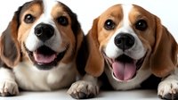 Two happy beagle dogs lying together, smiling with tongues out and looking at camera. Close up portrait of friendly purebred pets showing positive emotions.