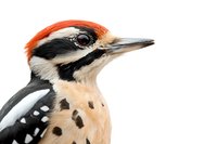 Great spotted woodpecker head close up portrait on white background showing distinctive red, black and white feather pattern and sharp beak.