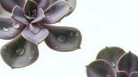 Purple succulent plants with water droplets on fleshy leaves against white background. Natural botanical elements for wellness and gardening concepts.