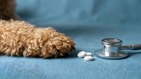 Sick dog with stethoscope and pills on blue fabric background, veterinary care and pet health concept for medical and animal wellness design use.