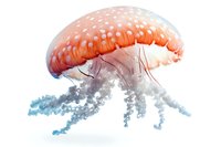 Luminous orange jellyfish with translucent body floating gracefully against white background, tentacles flowing in soft blue hues creating ethereal underwater movement.