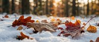Colorful autumn leaves scattered on fresh white snow with warm golden sunlight filtering through blurred forest background creating magical winter scene.