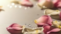 Delicate rose petals with water droplets scattered on neutral surface creating romantic atmosphere for wedding invitations or spa treatments.