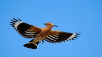 Hoopoe bird in flight with distinctive crest and striped wings against clear blue sky. Wildlife photography showcasing natural behavior and plumage patterns.