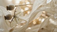 Delicate seed pods and translucent petals with soft bokeh background, suitable for nature, botanical, and wellness design projects.