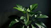 Lush green rubber plant with glossy leaves against dark background, tropical houseplant for interior decoration and home gardening projects.