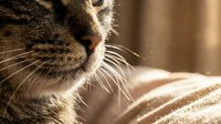 Close-up of a tabby cat resting in warm sunlight, showcasing detailed fur texture and long whiskers in a cozy home setting.