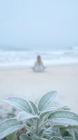 Soft focus beach scene with green sage plant in foreground and blurred person meditating by ocean waves on sandy shore for wellness and mindfulness concepts.