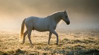Gray horse standing in misty golden field at dawn, ideal for equestrian, nature, and rural lifestyle projects.