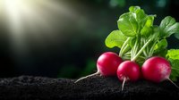 Fresh red radishes with green leaves lying on dark soil against black background with sunlight ray, organic vegetable harvest concept for healthy eating.