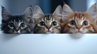 Three adorable fluffy kittens with big eyes peeking over white surface, gray tabby and orange cats looking curious and playful for pet adoption concepts.
