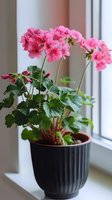 Pink geranium plant with vibrant blooms growing in black decorative pot on windowsill, soft natural lighting highlights delicate petals and lush green foliage.