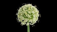 Allium flower head with delicate cream and green blooms isolated on transparent background, ready for design use on t-shirts, stickers, clipart, and print-on-demand products.