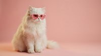 Adorable fluffy white Persian cat wearing pink heart-shaped sunglasses sitting on pink background for Valentine's Day greeting cards and romantic designs.
