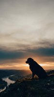 Dog silhouette sitting on mountain ridge at sunset overlooking river valley landscape. Suitable for pet, nature, and outdoor adventure themes.