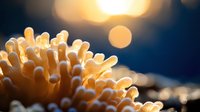 Golden coral polyps glowing in warm sunlight with soft bokeh background creating peaceful underwater marine life scene for relaxation and nature themes.