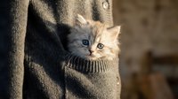 Adorable tabby kitten nestled in person's knit sweater pocket, looking at camera with curious expression. Cozy pet companionship and comfort.