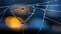 Delicate spider web with morning dew drops forming heart shape against blurred warm and cool bokeh lights background creates romantic natural composition.