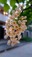 Delicate white and cream flower cluster with golden stamens blooming on green branch, surrounded by lush foliage and soft-focused residential background, ideal for spring and nature designs.