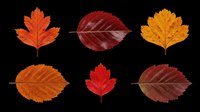 Autumn leaves collection featuring six isolated fall foliage designs in red, orange, and brown tones. Transparent background, ready for t-shirts, clipart, stickers, sublimation, and print-on-demand projects.