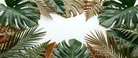 Tropical leaves frame with monstera and palm fronds creating natural border on white background for summer design projects and botanical decorations.