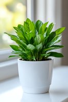 Fresh green houseplant with glossy leaves in modern white ceramic pot on windowsill, soft natural lighting creates peaceful home atmosphere.