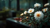 White chrysanthemum flowers blooming in autumn garden with soft bokeh background creating peaceful natural atmosphere for seasonal decoration.