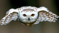 Majestic snowy owl in flight with wings spread wide, piercing amber eyes focused forward against dark background, displaying detailed white and brown feather pattern.