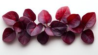 Deep burgundy eucalyptus leaves arranged in elegant row on white background, creating natural botanical composition for design projects and floral arrangements.