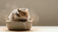 Fluffy hamster sitting in ceramic bowl with dust particles floating around, suitable for pet care, animal wellness, and humorous content.