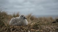 Fluffy gray seagull chick sitting in coastal dune grass under overcast sky. Young bird wildlife photography for nature and environmental projects.