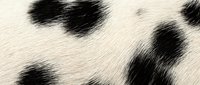 Close-up of natural cow hide texture with black spots on white fur background for rustic design projects and western themed decorations.