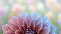 Stunning dahlia flower with pink and blue gradient petals against soft bokeh background for floral design projects and nature photography.