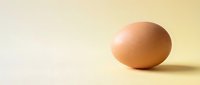 Single brown chicken egg on clean beige background with soft lighting and copy space for food photography and cooking concepts.