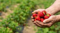 Farmer's hands holding freshly picked ripe strawberries in a field during harvest season. Use for agriculture, farming, organic produce, and food industry marketing materials.