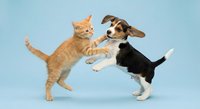 Orange tabby kitten and tricolor puppy playing together on light blue background, adorable pets interaction for animal lovers and veterinary concepts.