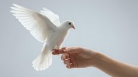 White dove landing on outstretched human hand against clean background symbolizing peace, freedom, hope and spiritual connection in gentle natural light.